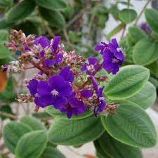 Check spelling or type a new query. Tibouchina Heteromalla At San Marcos Growers