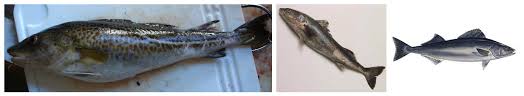 Ikan Sebagai Nama Daging Memilih Ikan Laut Di Toko Spesies Yang Dapat Dimakan Dan Berbahaya
