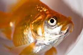 These ponds develop algae and other microorganisms that goldfish can eat. Three Ways Not To Kill Your Fish The Old Farmer S Almanac