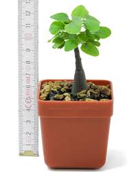 Image result for Adenia spinosa