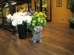 Rose S Flower Shop Flower Shop Rose Flower Wauwatosa
