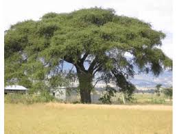 Image result for Faidherbia albida