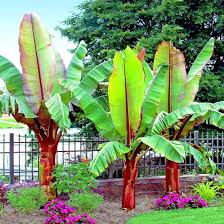Image result for Ensete ventricosum