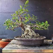 Ficus is a tropical tree that is commonly grown as a bonsai. Repot Rewire Revisit Ficus Microcarpa Specimen Adam S Art And Bonsai Blog