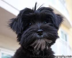 Black And White Maltese Shih Tzu Puppy Black Malshi Google Search Maltese Yorkie Mix Black Shih Tzu Maltese Shih Tzu