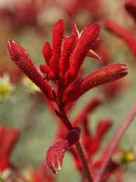 Image result for Anigozanthos