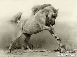 خيول عربية اصيله فى صور فوتوغرافيه رائعه Horses Horse Photos Pretty Horses
