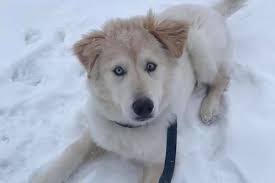 Like puppies, bunnies, babies, and so on. Golden Retriever And Husky Mix Goberian Things To Know