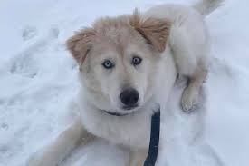Golden retriever husky mix expect to pay between $250 and $1500 for a goberian puppy. Golden Retriever And Husky Mix Goberian Things To Know