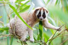 Image result for Slow Loris