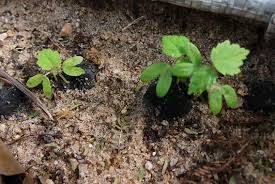 Image result for Dombeya torrida