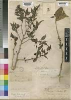 Image result for Erythrococca atrovirens