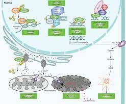 So, as i have mentioned, loss of nuclear bap1, loss of cytoplasmic mtap, homozygous cdkn2a deletion, have a specificity for malignancy of 100%. Biological Mechanisms And Clinical Significance Of Bap1 Mutations In Human Cancer Cancer Discovery
