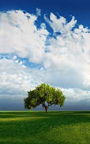 Using nature images as wallpapers nature background images make particularly good wallpapers because they can settle into the background of your website or profile. Green Nature Wallpaper Portrait