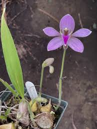 Image result for Streptocarpus umtaliensis