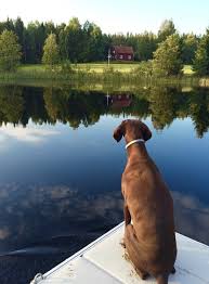 Growth German Shorthaired Pointer Puppy Weight Chart