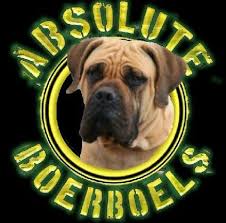 They were revived, and are steadily gaining in worldwide popularity with dogs being exported and. Absolute Boerboels Home Facebook