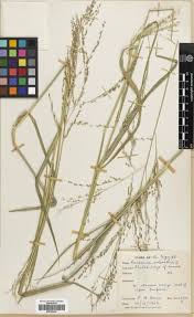 Image result for Panicum coloratum