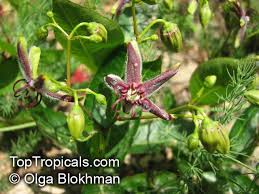 Image result for Apocynaceae subfamily Periplocoideae