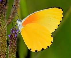 Significado Esoterico De La Mariposa Coral Molina