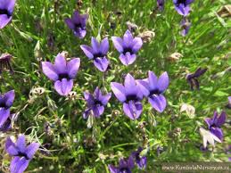 Image result for Monopsis