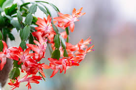 For about six weeks prior to blooming, the holiday cactus requires. 17 318 Best Christmas Cactus Images Stock Photos Vectors Adobe Stock