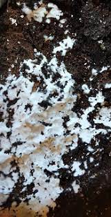 Ventilation, watering, potting soil, fertilizer.great question. Ask The Expert Moldy Potting Mix Department Of Horticulture