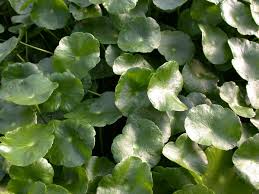 Image result for Hydrocotyle