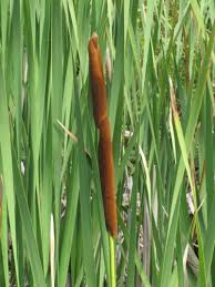 Image result for Rourea orientalis