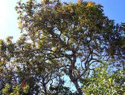 Image result for Faurea rubriflora