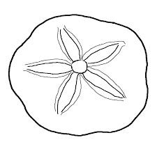 Sand Dollar Clip Art Clipart Best Shell Drawing Coloring Pages Sea Shells