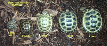 russian tortoise grow chart russian tortoise tortoise