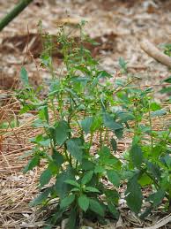 Image result for Crassocephalum paludum