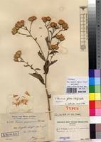 Image result for Vernonia glabra