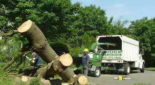 Looking for southbury tree service? Landscaping Lawn Care Services In Stratford Ct Brother Tree Lawn Service