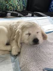 Along with their desire for play, they are loveable, polite, and easily trained due to their high intelligence. Princeton Golden Retrievers