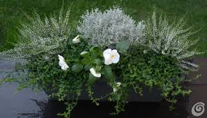 Adatta a spazi ombrosi o sotto alberi decidui. Soluzioni Le Fioriere Invernali Per Il Balcone E Il Davanzale Http Www Casaetrend It Articles Solu Fiori Autunnali Giardino D Inverno Idee Di Giardinaggio
