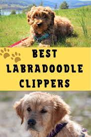 Sleek and stylish, this coffee machine fits seamlessly into the modern family kitchen. Best Labradoodle Clippers Updated 2021 Labradoodle Home