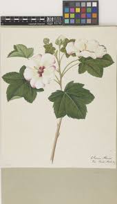 Image result for Hibiscus rhabdotospermus
