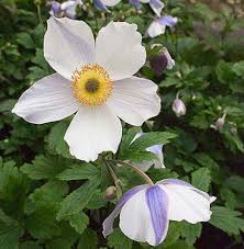 Image result for Anemone transvaalensis