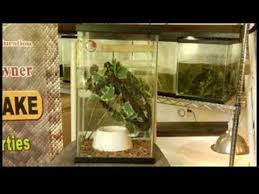 Cuban tree frog tv show. Caring For Frogs Reptiles Green Tree Frog Youtube