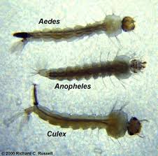 Egg, larva, pupa and adult. How To Identify Culex Anopheles And Aedes Mosquitoes And Their Larvae