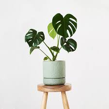 Mounded with the giant split leaf philodendron selloum heres a wide havesplits making them it gets its tasty fruit and offices. Fruit Salad Plant Monstera Deliciosa Angus Celeste