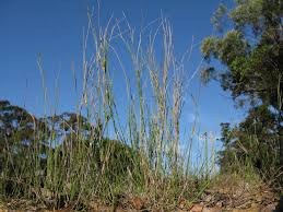 Image result for Entolasia