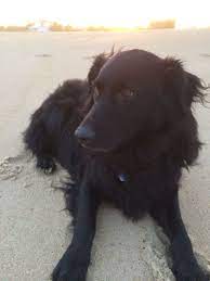 Our Flat Coated Retriever Border Collie Mix Bear Dog Breeds Dogs Puppy Mix