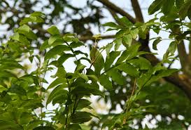 Image result for Nicolasia stenoptera