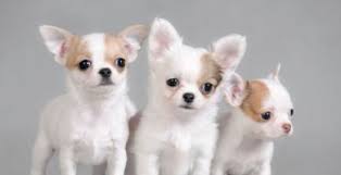 A Que Edad Deja De Crecer Un Chihuahua Un Chihuahua
