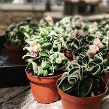 In spring, cut back some of the leggy transfer it to a larger pot 2 (5 cm) wider than its current one. Hindu Rope Plant Plants Hindu Rope Plant Flower Garden Plants