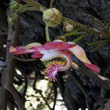 Pin On Exotic Flowers Plants Shrubs Trees