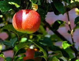 17 Wild Ornamental Trees Poisonous To Dogs Fairmount Pet Service